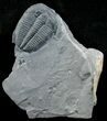 Large Elrathia Trilobite In Matrix #6353-1